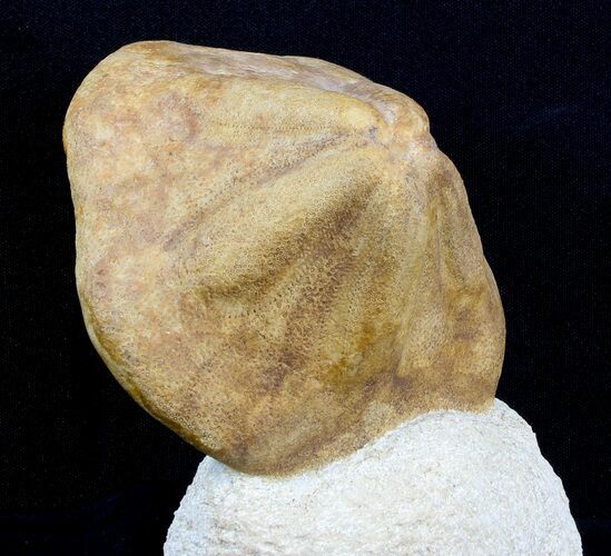 Clypeaster (Sea Biscuit) Fossil - Taza, Morocco #45230